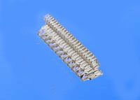 SU1400-型輸送帶扣